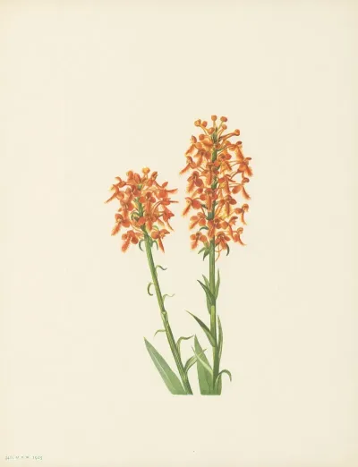 Yellow Fringeorchid Habenaria Ciliaris 2