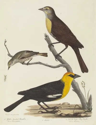 Yellow Headed Blackbird Female Blackbird And Female Cape May Warbler