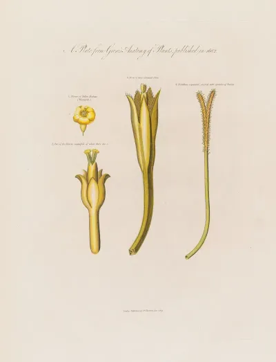 Yellow Henbane