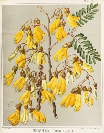 Yellow Kowhai Sophora Tetraptera Plate 28