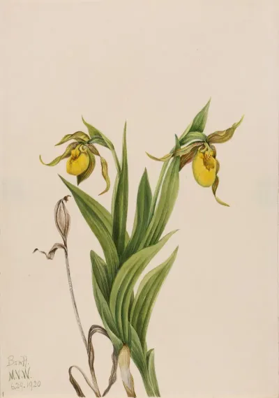 Yellow Ladys Slipper Cypripedium Parviflorum