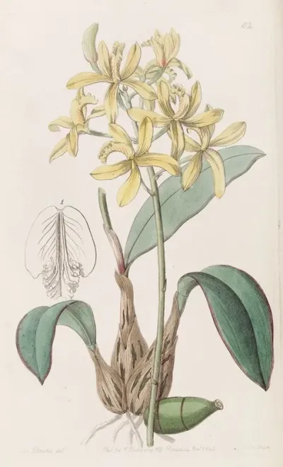 Yellow Laelia