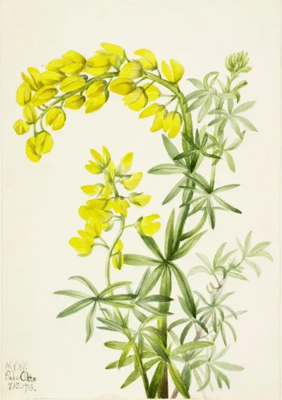 Yellow Lupine Lupinis Arboreus