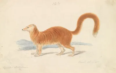 Yellow Mongoose 2