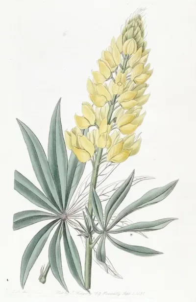 Yellow Perennial Lupine