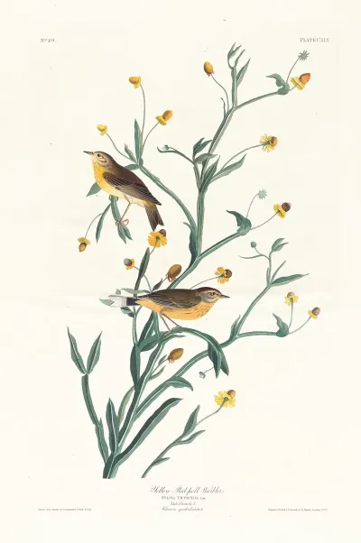 Yellow Red Poll Warbler