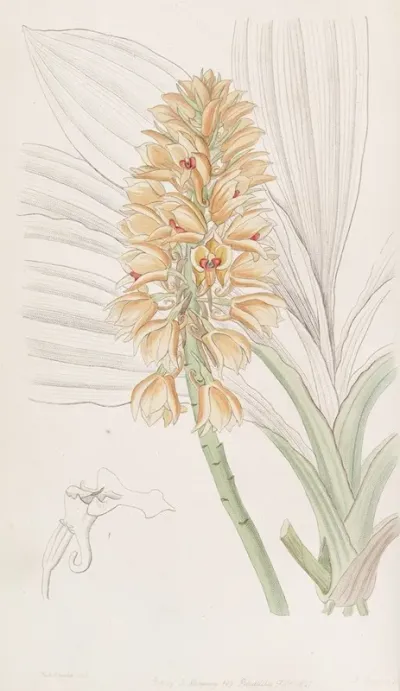 Yellow Spiked Calanthe
