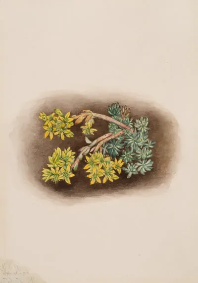 Yellow Stonecrop Sedum Stenopetalum