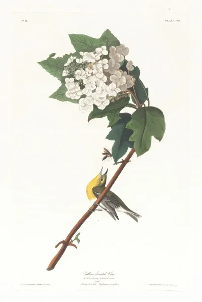 Yellow Throated Vireo
