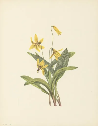Yellow Troutlily Erythronium Americanum 2