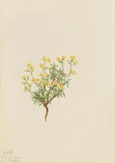 Yellow Willow Grass
