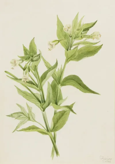 Yellow Willow Weed Epilobium Lutem 2
