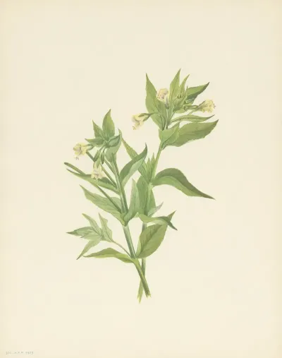 Yellow Willow Weed Epilobium Lutem 3