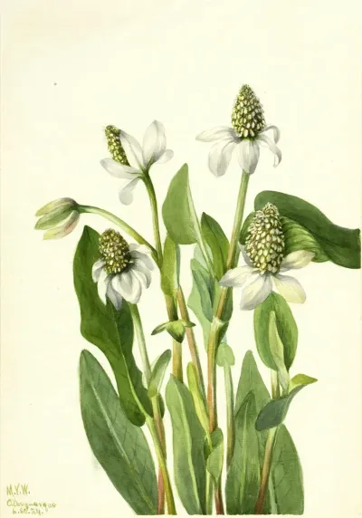 Yerba Mansa Anemopsis Californica