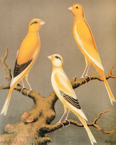 Yorkshire Canaries Evenly Marked Yellow And Buff Clear Yellow