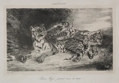 Young Tiger Playing With Its Mother