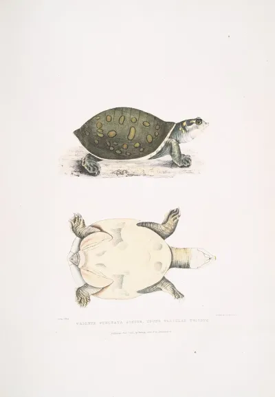 Young Valvular Trionyx Trionyx Punctata Junior