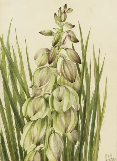 Yucca Yucca Baileyi 2