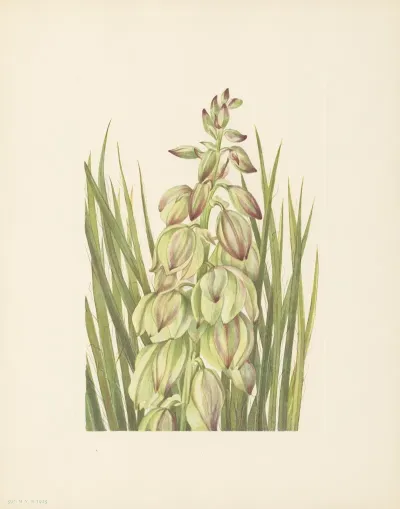 Yucca Yucca Baileyi 3