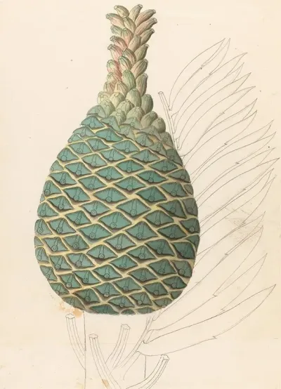 Zamia Caffra Encephalartos Altensteinii Female Cone