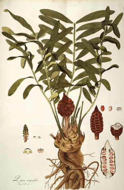 Zamia Integrifolia