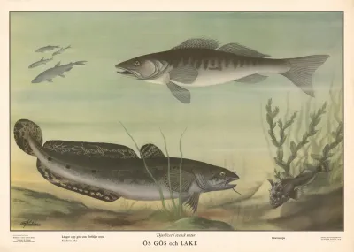 Zander And Pike