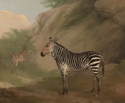 Zebra 2