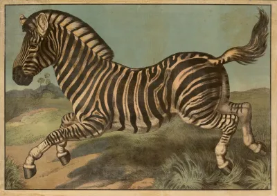 Zebra 8