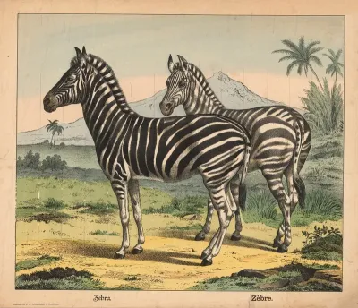 Zebra 9