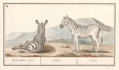 Zebra Equus Quagga Gebanden Ezel Zebra Zebre