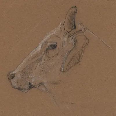 Zebu