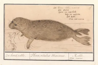 Zeehond Phocidae Zee Hond Robbe Phoca Vitulus Marinus Robbe Veau Marin