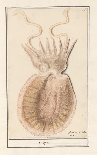 Zeekat Sepiida Saepia
