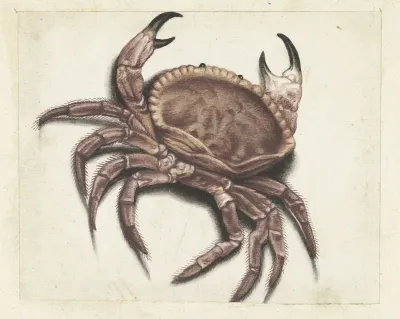 Zeekrab