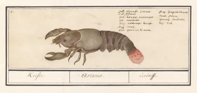 Zeekreeft Homarus Gammarus Krefte Astacus Ecreviffe
