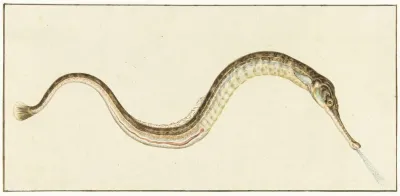 Zeenaald Syngnatus Acus