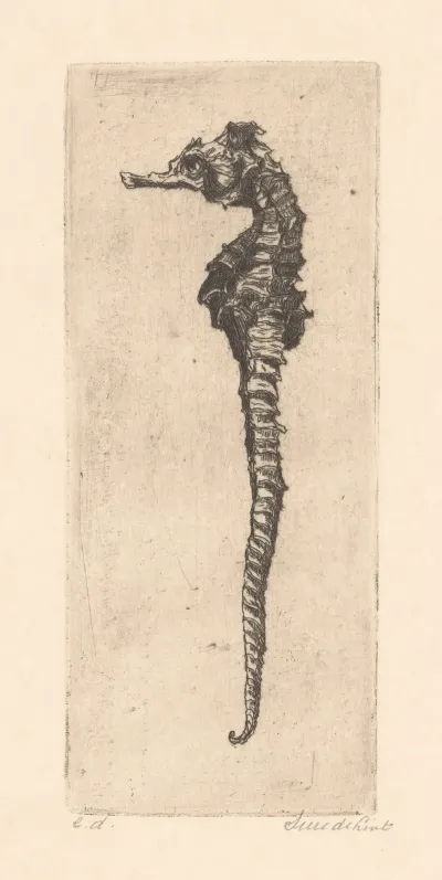 Zeepaardje