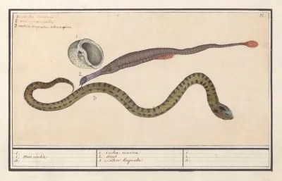 Zeeschelp Zeenaald Syngnathus En Waterslang Natrix 1 2 Meer Naelde 3 1 Coclea Marina 2 Acus 3 Natrix Torquata 1 2 3