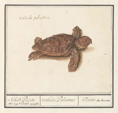 Zeeschildpad Cheloniidae Schild Padde Die Op T Land Wast Testudo Palustris Tortue De Terre