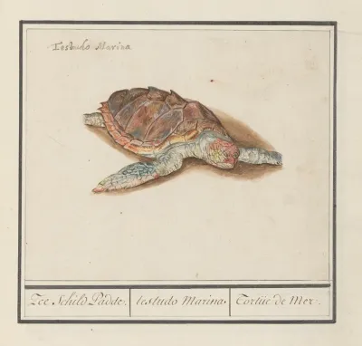 Zeeschildpad Cheloniidae Zee Schild Padde Testudo Marina Tortue De Mer