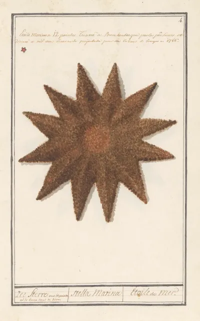 Zeester Asteroidea Zee Sterre Stella Marina Etoile De Mer
