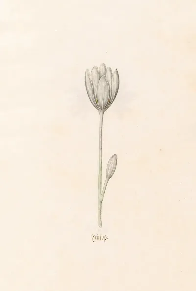 Zeitloss 5