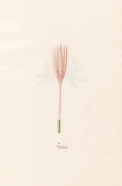 Zeitloss 6