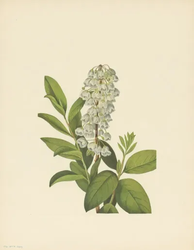 Zenobia Zenobia Cassinifolia 3