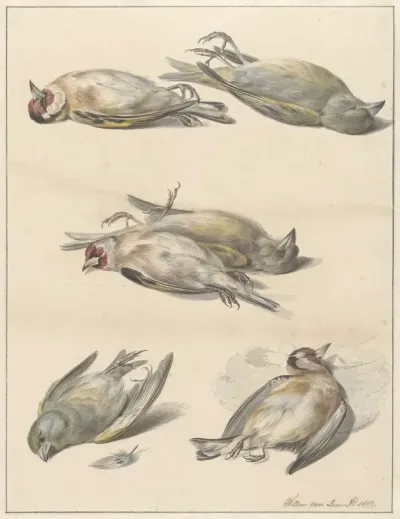 Zes Dode Vogeltjes 2