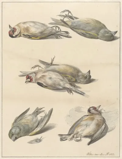 Zes Dode Vogeltjes