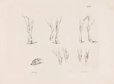 Zes Studies Van Paardenbenen