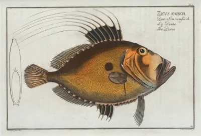 Zeus Faber The Doree