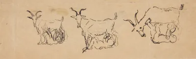 Zeusbarnet Dier Geden 3 Studier