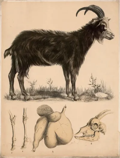 Ziege Capra Hircus Fussskelette Schadel Und Wiederkauermagen
